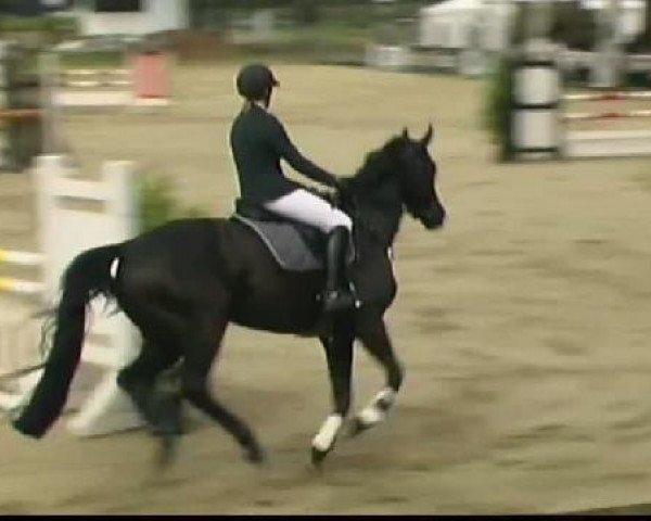 horse So Good (Trakehner, 2002, from Lafayette)