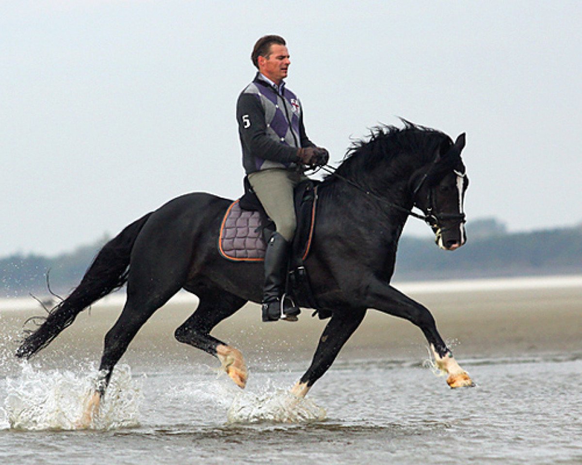 stallion Cockmoor Brenin Ebrill (Welsh-Cob (Sek. D), 2002, from Llaun Braint Euros)