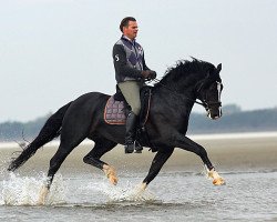 Deckhengst Cockmoor Brenin Ebrill (Welsh-Cob (Sek. D), 2002, von Llaun Braint Euros)