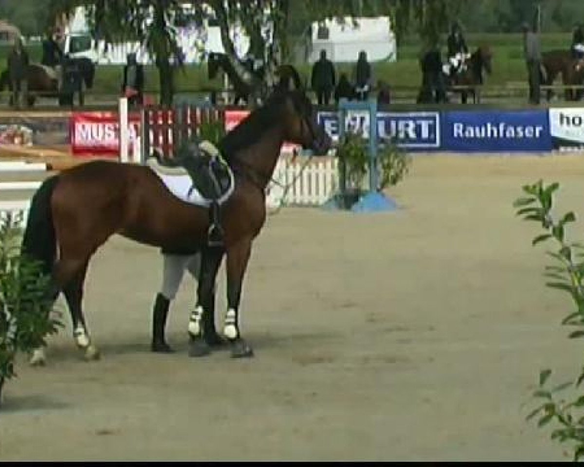 broodmare Allegra (Westphalian, 1997, from Acord II)