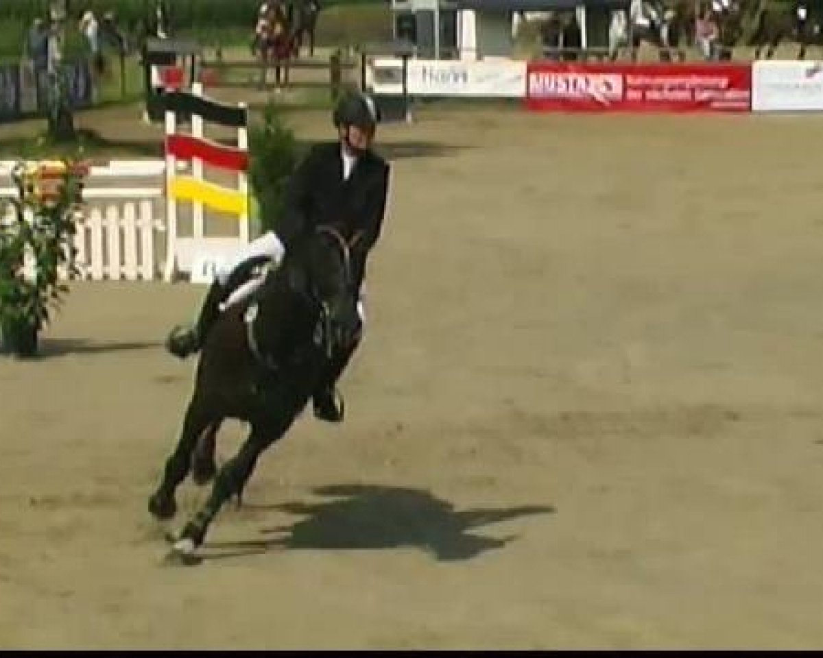 Springpferd Cassandra 298 (Westfale, 2004, von Charisma)