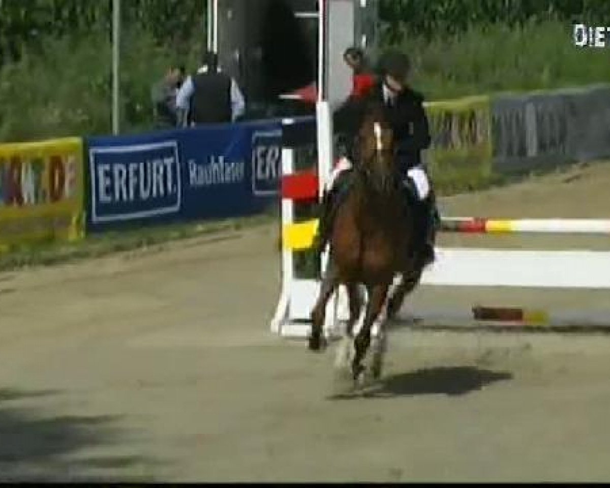 Springpferd Quintano 5 (Bayer, 2000, von Quartier Latin)