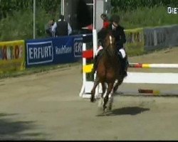 jumper Quintano 5 (Bavarian, 2000, from Quartier Latin)