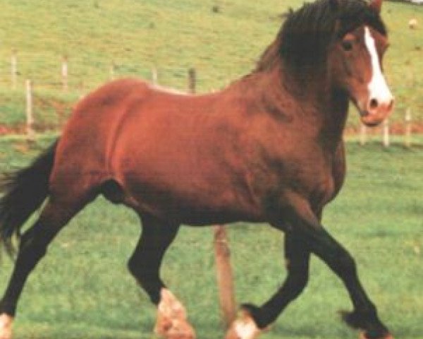 stallion Parc Welsh Flyer (Welsh-Cob (Sek. D), 1966, from Pentre Eiddwen Comet)