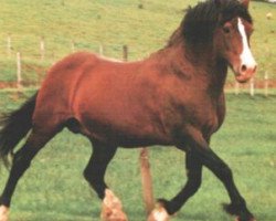 Deckhengst Parc Welsh Flyer (Welsh-Cob (Sek. D), 1966, von Pentre Eiddwen Comet)