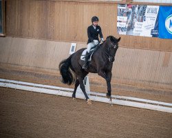 dressage horse Rubin Delcento (Westphalian, 2008, from Rubitano)