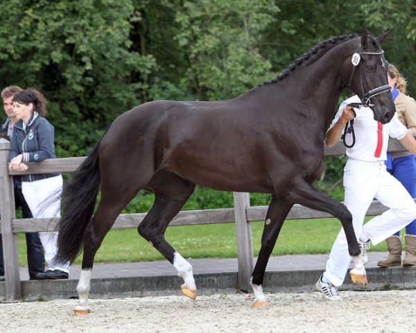 broodmare Emybell (KWPN (Royal Dutch Sporthorse), 2009, from Sir Oldenburg)