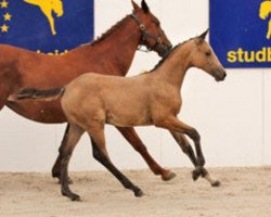 jumper Cream Flavour du Vilst (Zangersheide riding horse, 2011, from Cream On Top)