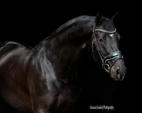 dressage horse Le Special (Royal Warmblood Studbook of the Netherlands (KWPN), 2016, from Grey Flanell)