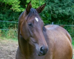 Pferd Overknee (Trakehner, 2019, von Zauberreigen)