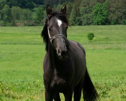 Dressurpferd Herzenswunsch (Trakehner, 2020, von Sir Easy)