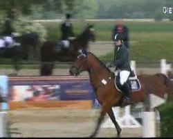 Springpferd Come On Cally (Westfale, 2002, von Calvaren)