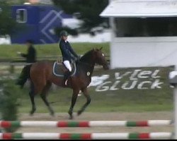 jumper Caliku (Holsteiner, 2000, from Candillo Z)