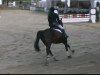 dressage horse Libero 81 (Hanoverian, 1992, from Lungau)