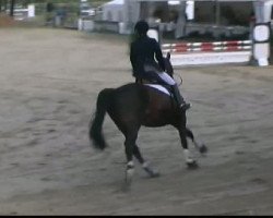 dressage horse Libero 81 (Hanoverian, 1992, from Lungau)