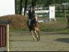 Springpferd Naila (Haflinger, 2002, von Noble-Dancer)