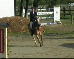 Springpferd Naila (Haflinger, 2002, von Noble-Dancer)