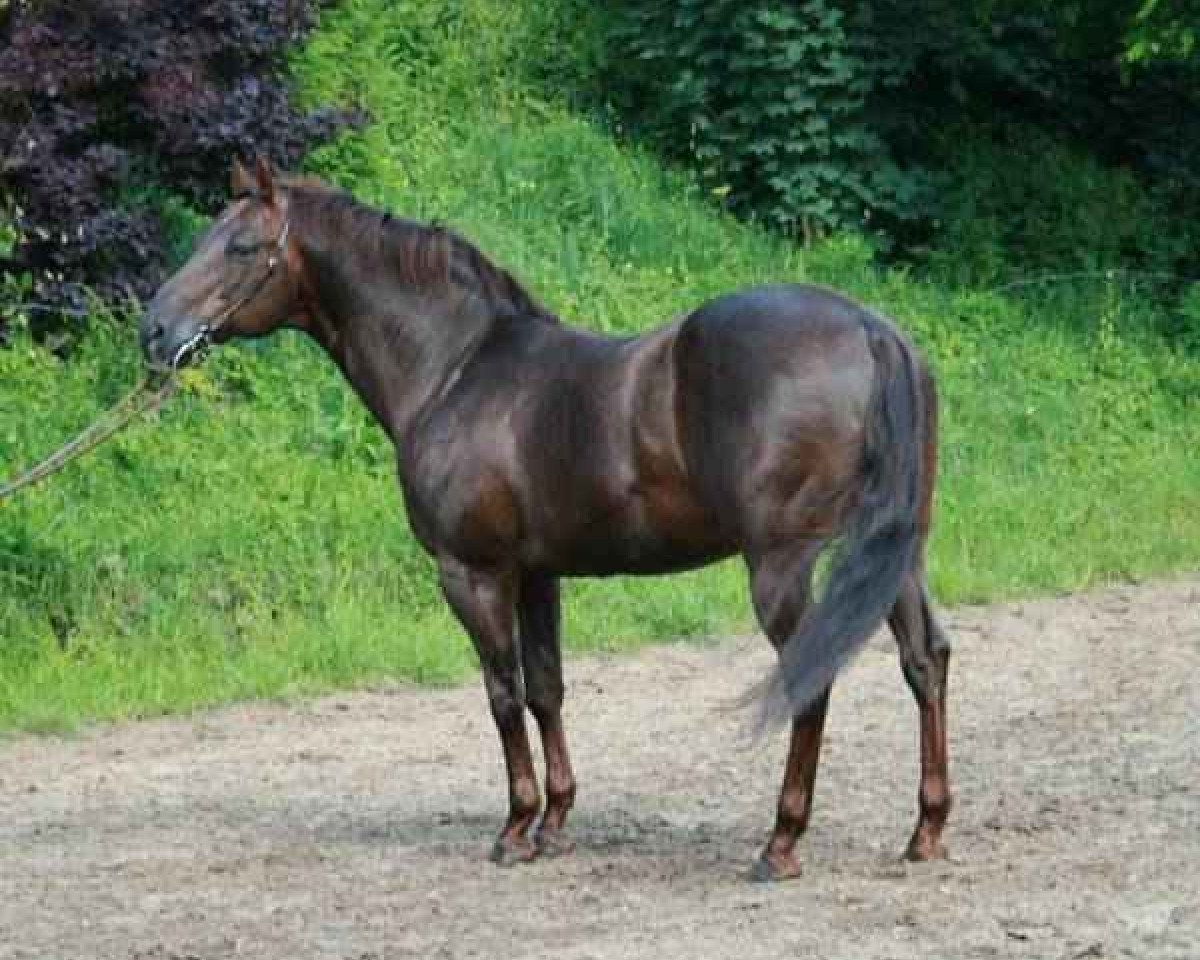stallion Jacs Fancy Benito (Quarter Horse, 1986, from Hollywood Jac 86)