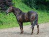 stallion Jacs Fancy Benito (Quarter Horse, 1986, from Hollywood Jac 86)