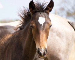 dressage horse Ehrengast (Trakehner, 2022, from Rheinglanz)