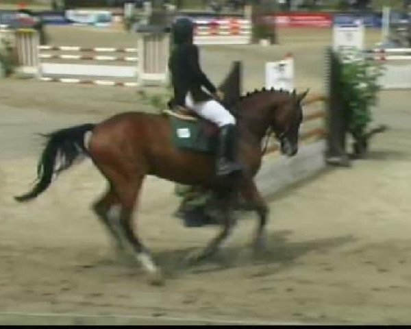 horse Shaitan 33 (Selle Français, 2006, from Dollar du Murier)