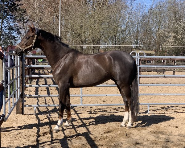 dressage horse Quicksilver 30 (Rhinelander, 2018, from Quantensprung 3)