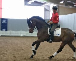 dressage horse Zappzarapp GV (Westphalian, 2018, from Zarathustra Mt)