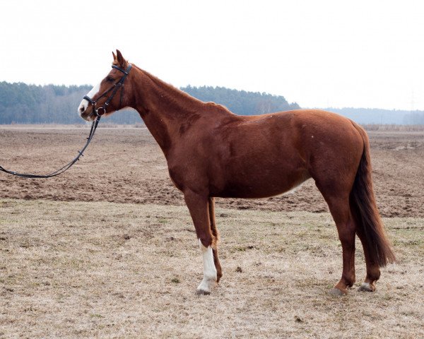 broodmare Willpower (Bavarian, 1995, from Walsrode)