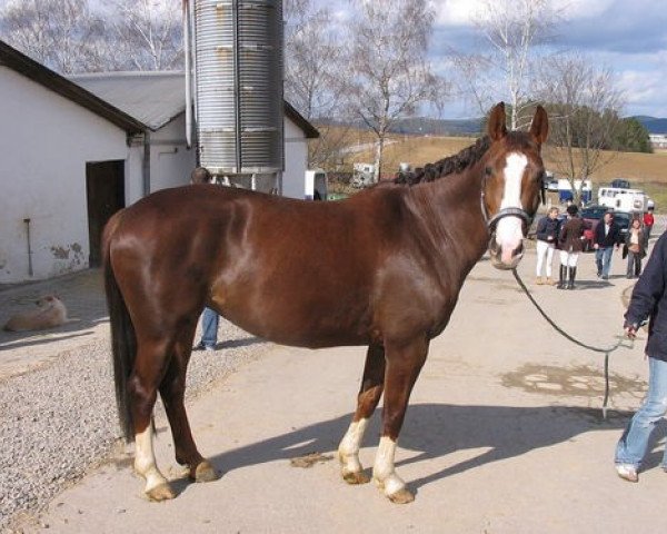 horse Walesca (Bavarian, 1999, from First Boy)