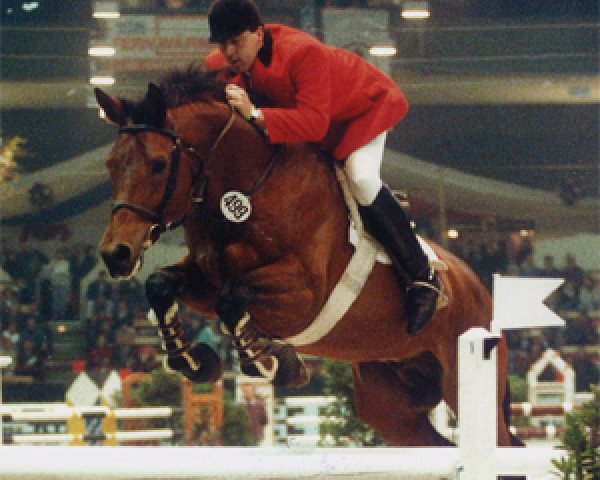 stallion Ulexis (Trakehner, 1984, from Kassius)
