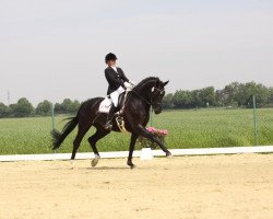 Dressurpferd Jockey Club Fuerst On Tour (Rheinländer, 2005, von Fürst Heinrich)