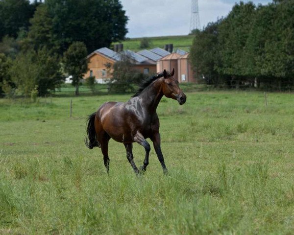 broodmare Lucia (Oldenburg, 2000, from Lezard)