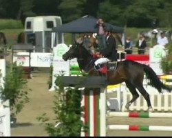 jumper All In 6 (Oldenburg show jumper, 2006, from Acodetto I)