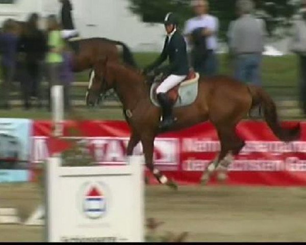 Springpferd Clounty Guy (Irish Sport Horse, 2005)