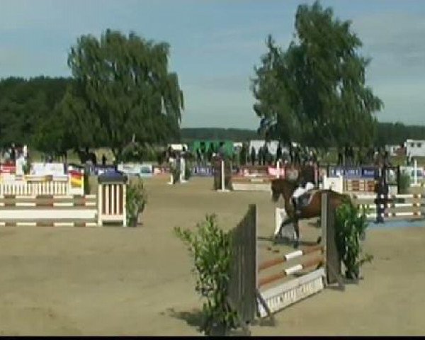 horse Accontinos (Oldenburg show jumper, 2006, from Actros)