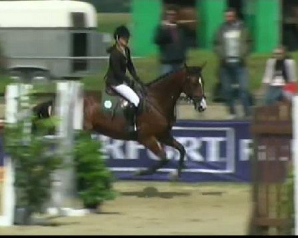 jumper Conte 28 (Oldenburg show jumper, 2006, from Contendro I)
