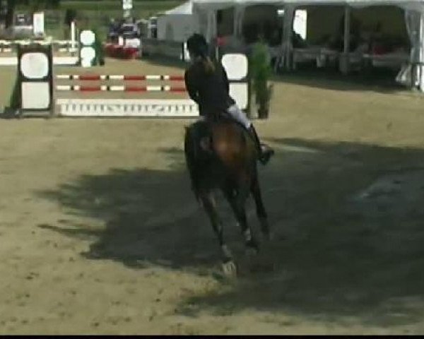 jumper Quidam's Comtesse (Hanoverian, 2006, from Quidam's Rubin)