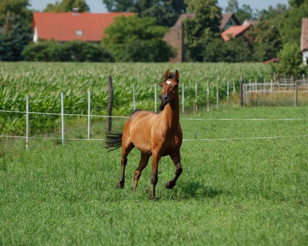 horse Jeronimo 67 (German Riding Pony, 1998)