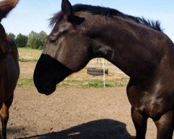 dressage horse Davigno (Hanoverian, 2006, from Depardieu 11)