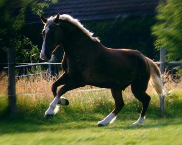 Pferd Kurbaums Freedom (Welsh-Cob (Sek. D), 1998, von Rhystyd Flyer)