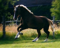 horse Kurbaums Freedom (Welsh-Cob (Sek. D), 1998, from Rhystyd Flyer)