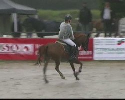 jumper Mia 88 (German Riding Pony, 2005, from Martini)