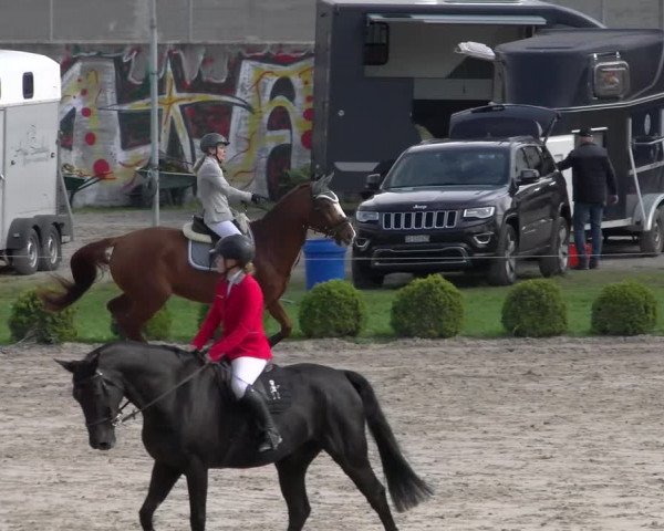 Reitturnier Basel Schänzli 2022