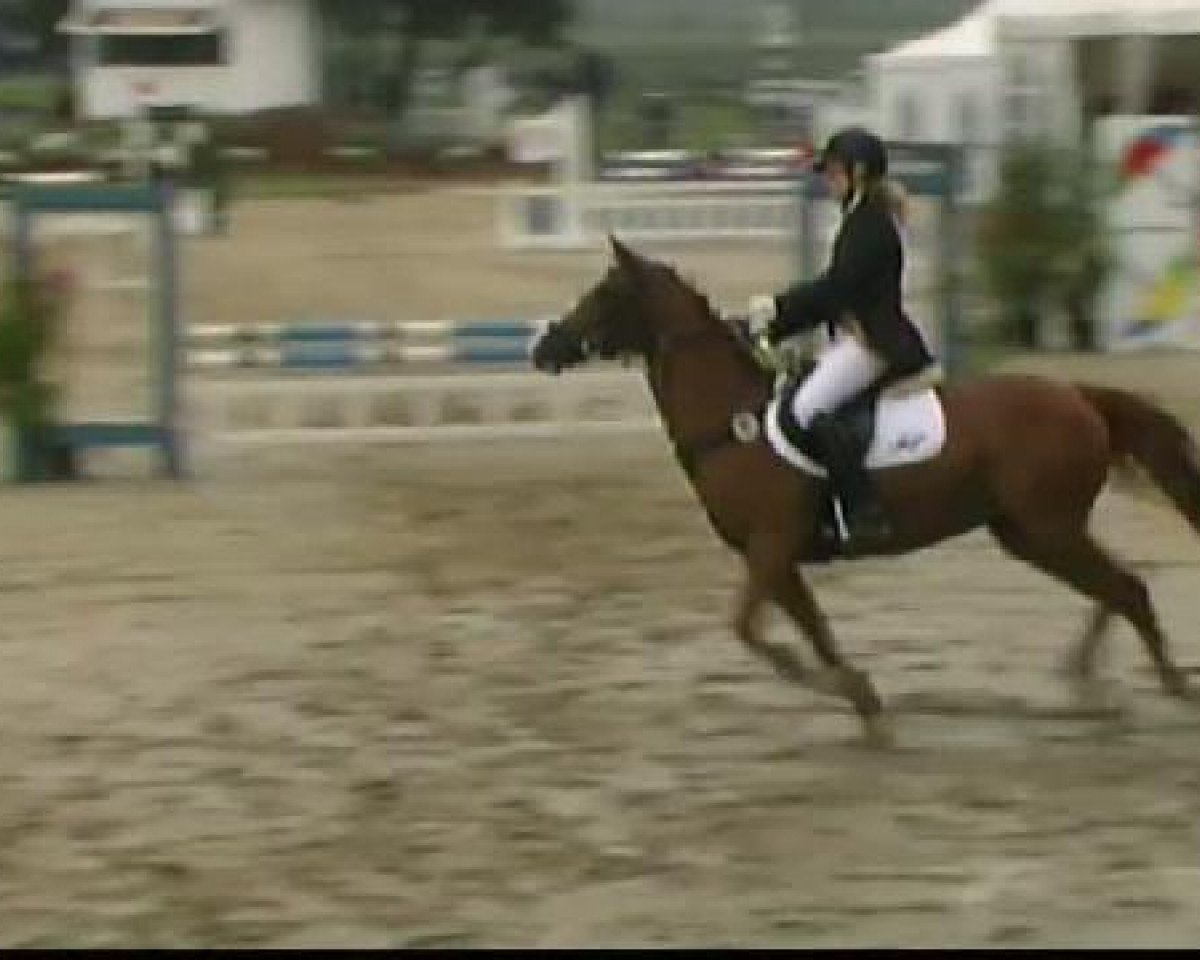 stallion Najo (Haflinger, 1995, from Nastral)