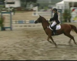 stallion Najo (Haflinger, 1995, from Nastral)