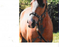 jumper Silvergold (Deutsches Reitpony, 2002, from Silverado)