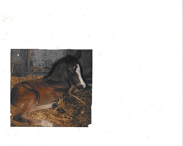 stallion Nando (German Riding Pony, 1988, from Nadler I)