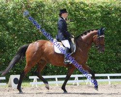 broodmare Azula West (Trakehner, 2005, from Ulexis)