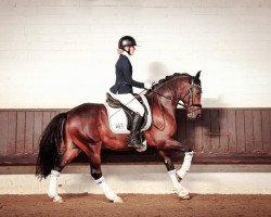 dressage horse Baumann's Alvin (German Riding Pony, 2016, from A new Star)