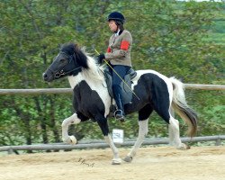 broodmare Teista von Günterscheid (Iceland Horse, 1997, from Tjaldur vom Birkenhof)